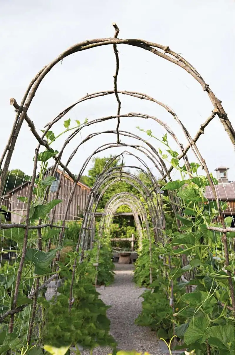 Bean and Morning Glory Archway