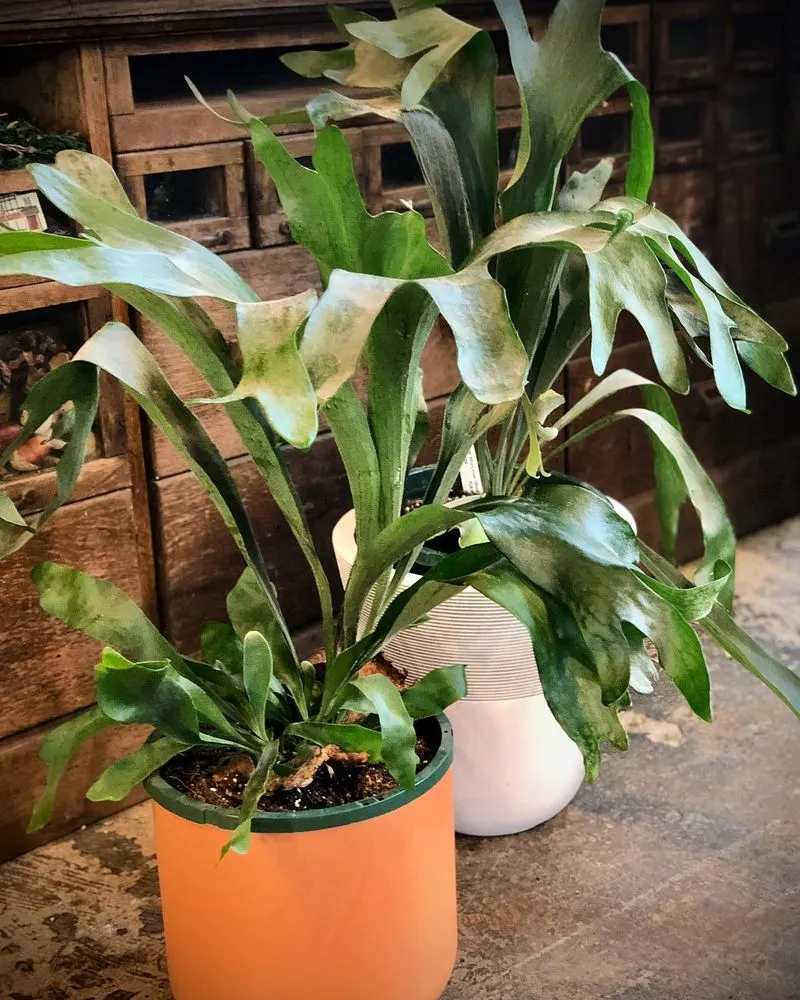 Staghorn Fern