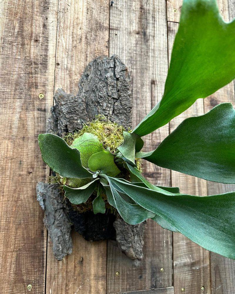 Staghorn Fern