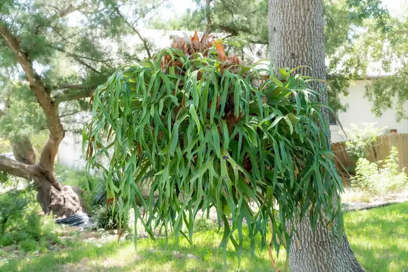 Staghorn Fern