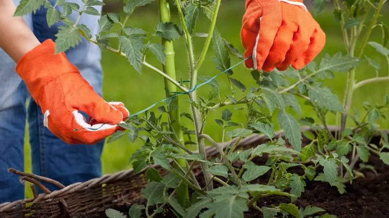 Staking Plants