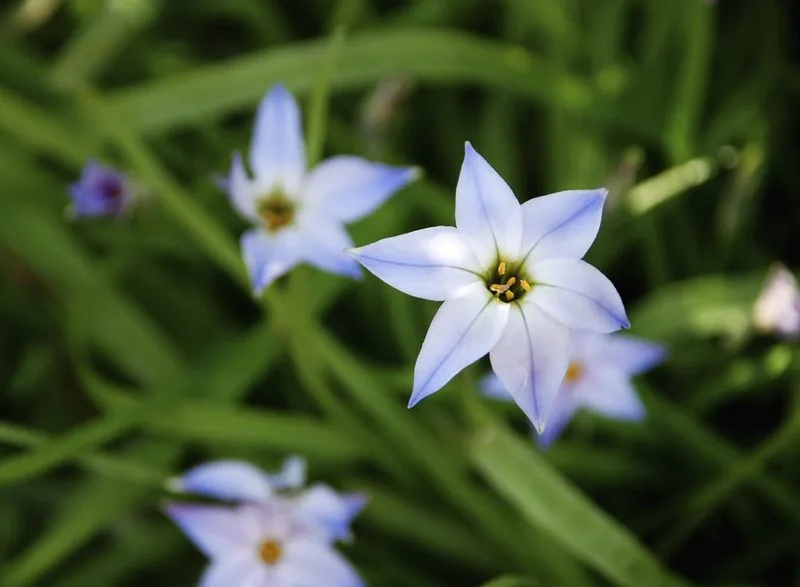 Starflower