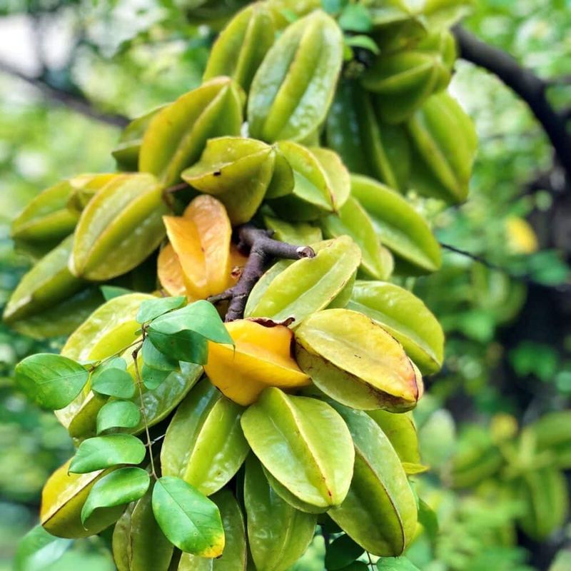 Starfruit Nectar Mix