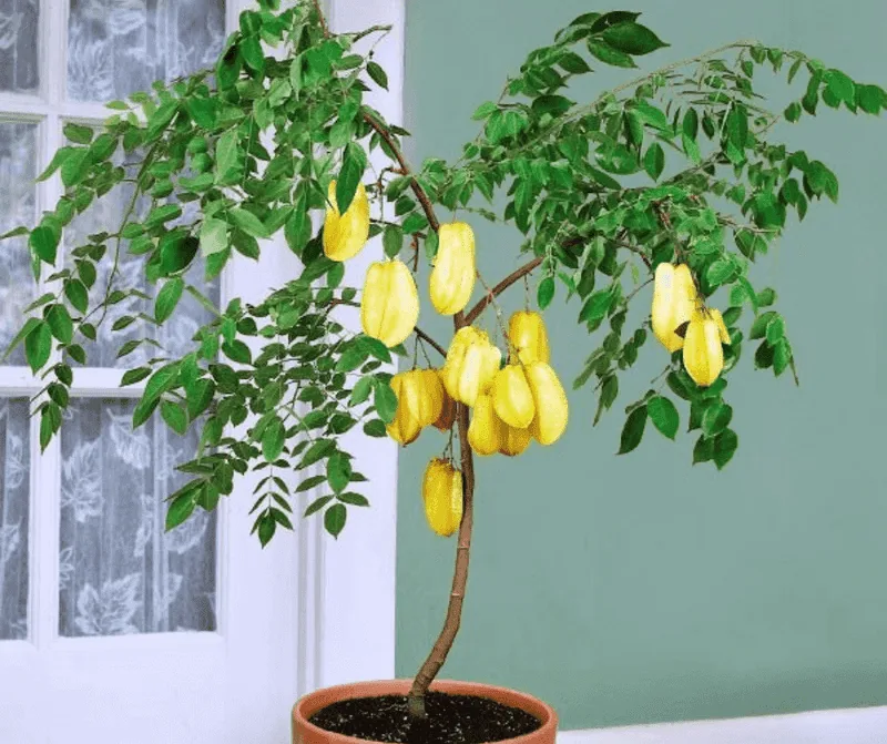 Starfruit