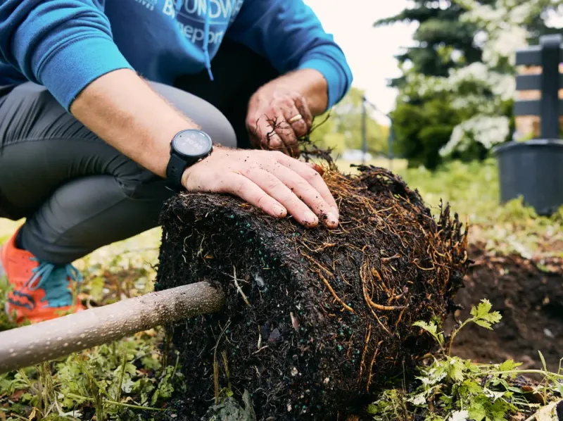 Plant Trees and Shrubs