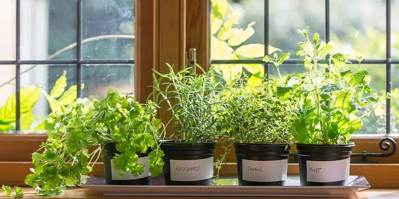 Start a Herb Garden