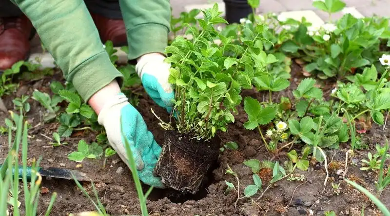 Prepare the Soil