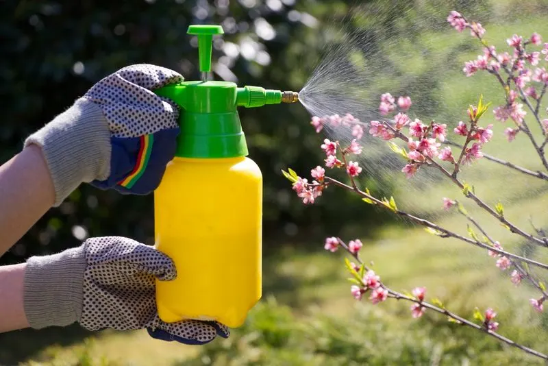 Controlling Pests Early