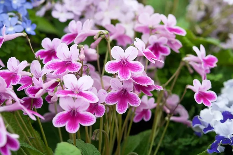 Flowering