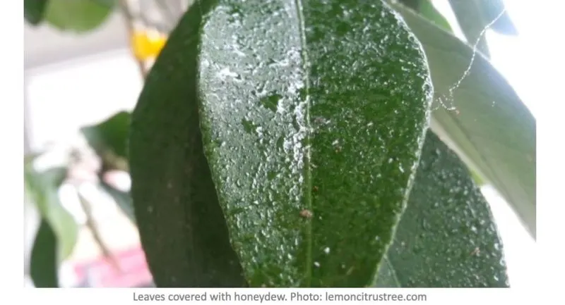 Sticky Leaves