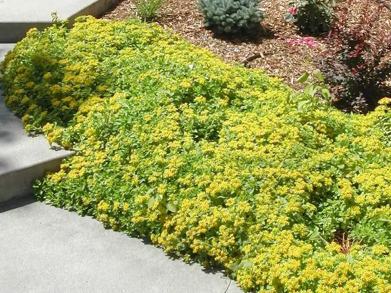 Stonecrop