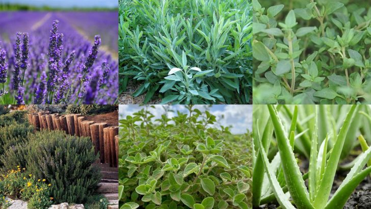 Stop Fertilizing These 16 Plants—They Grow Better Without It