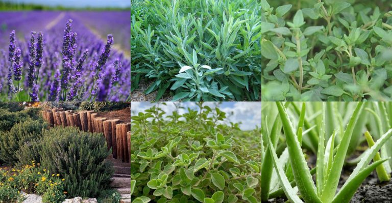 Stop Fertilizing These 16 Plants—They Grow Better Without It