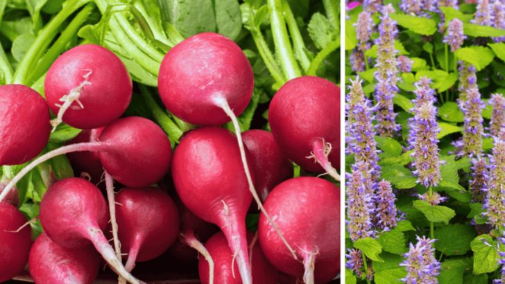 Stop Growing These Vegetables Together—They Don’t Get Along