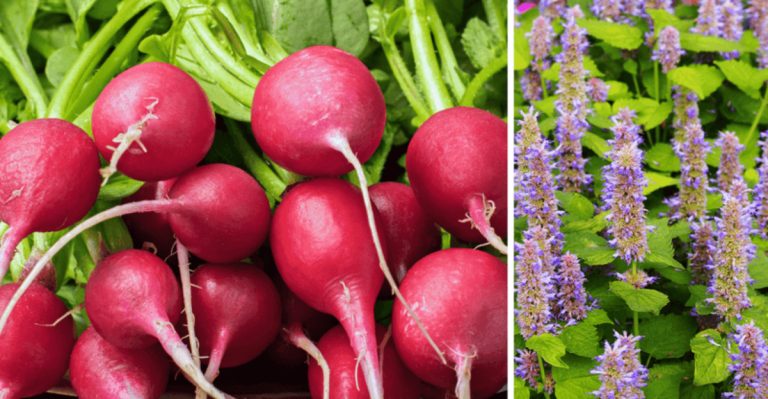 Stop Growing These Vegetables Together—They Don’t Get Along
