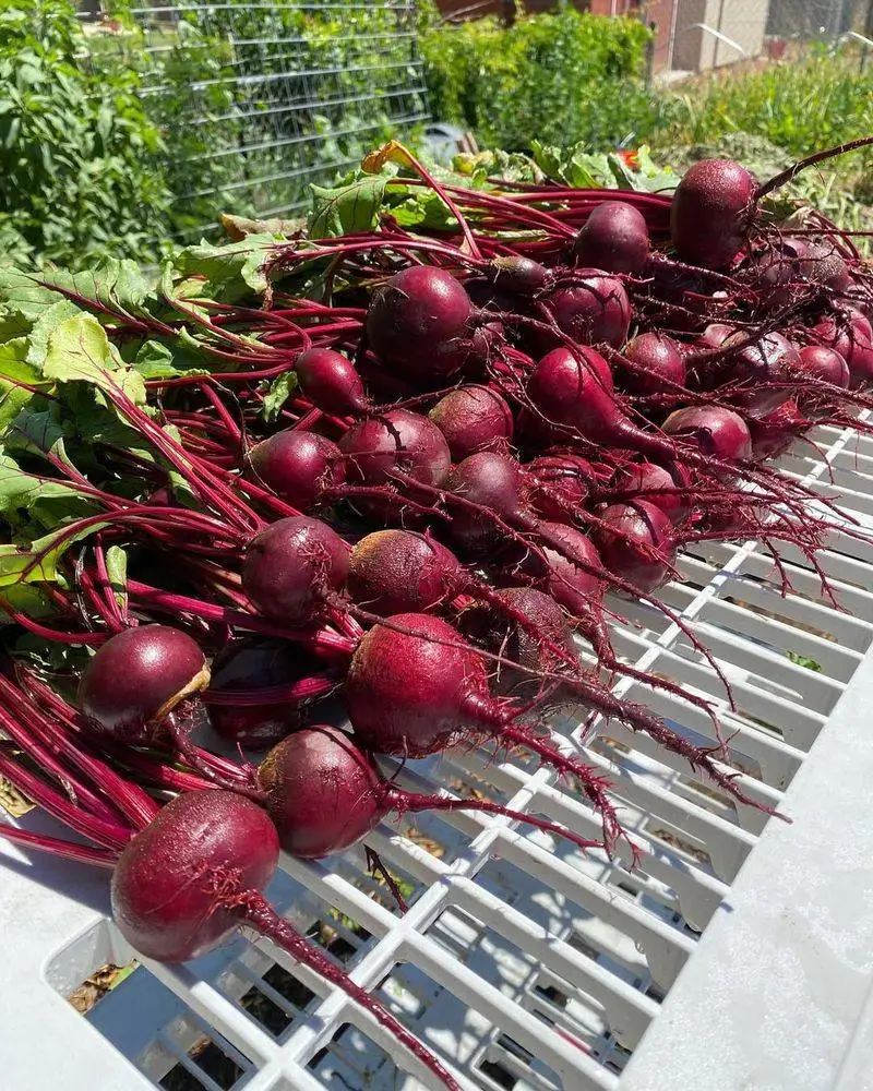 Enjoy Your Harvest