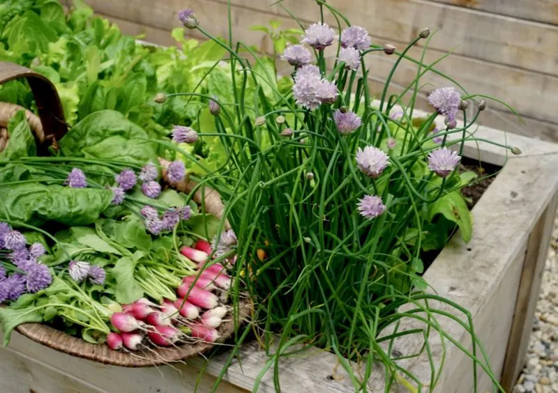 Experiment with Companion Planting