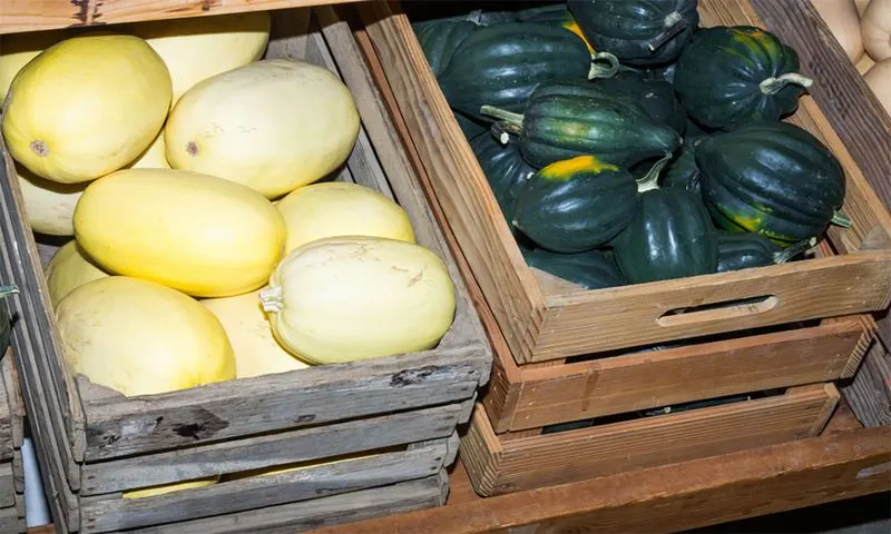 Store Squash Properly