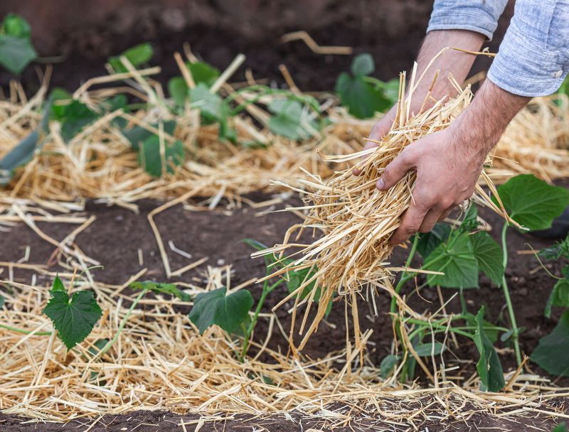 Straw Mulch