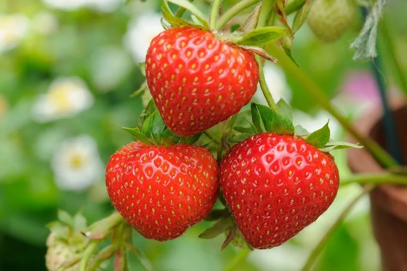 Strawberries