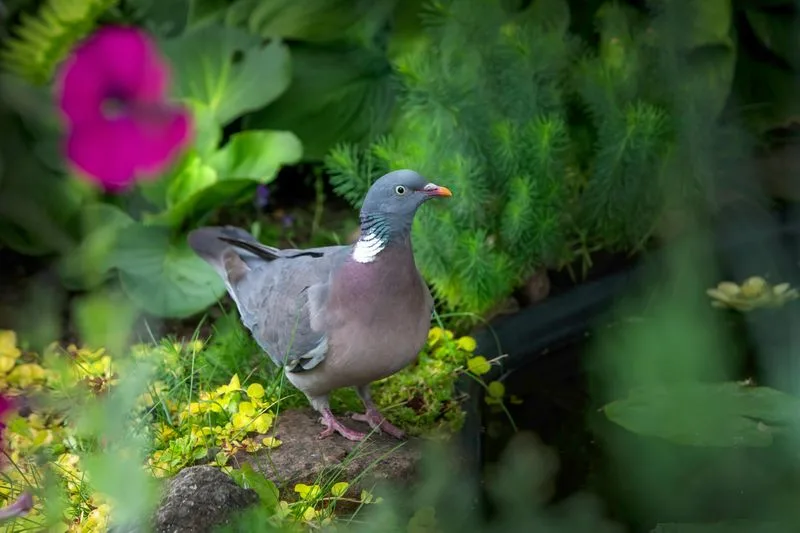 Biodiversity Enhancement
