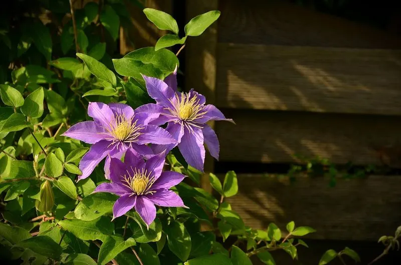 Allergenic Potential