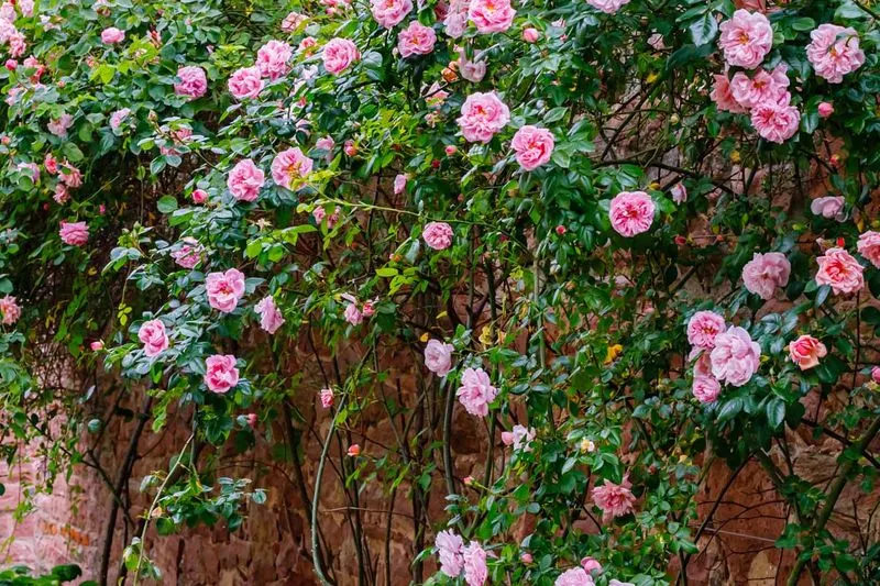 Limited Flowering Season