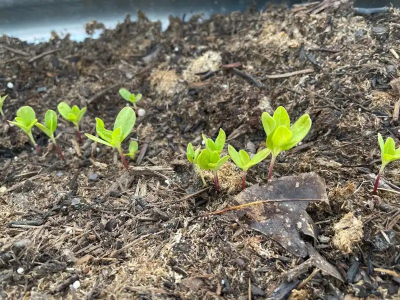 Stunted Growth