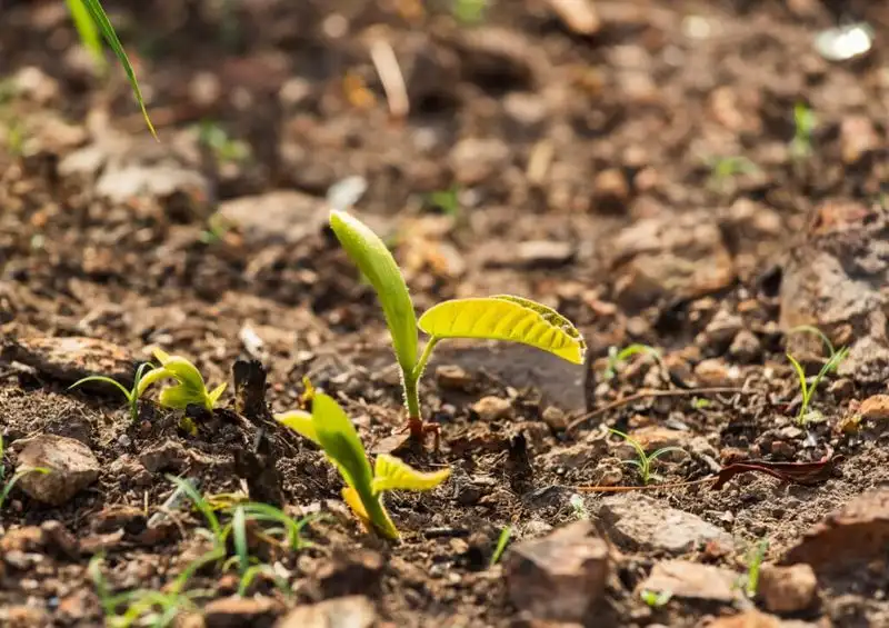 Stunted Growth
