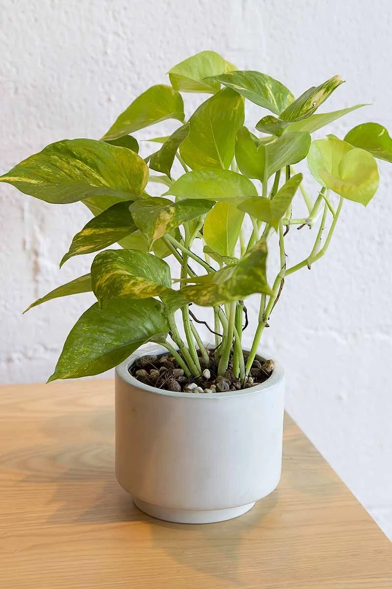 Stunted Growth