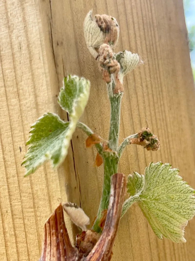 Stunted Growth