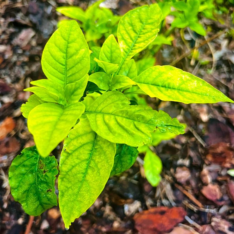 Stunted Plant Growth