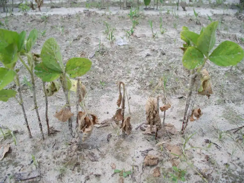 Stunted Plant Growth