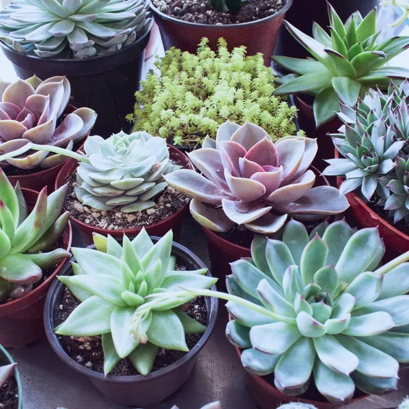 Succulent