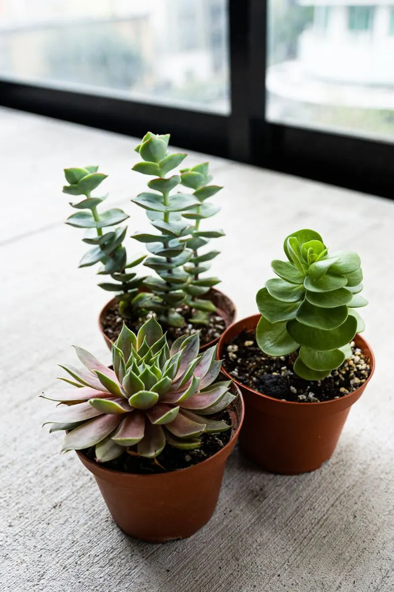 Succulent Assortment