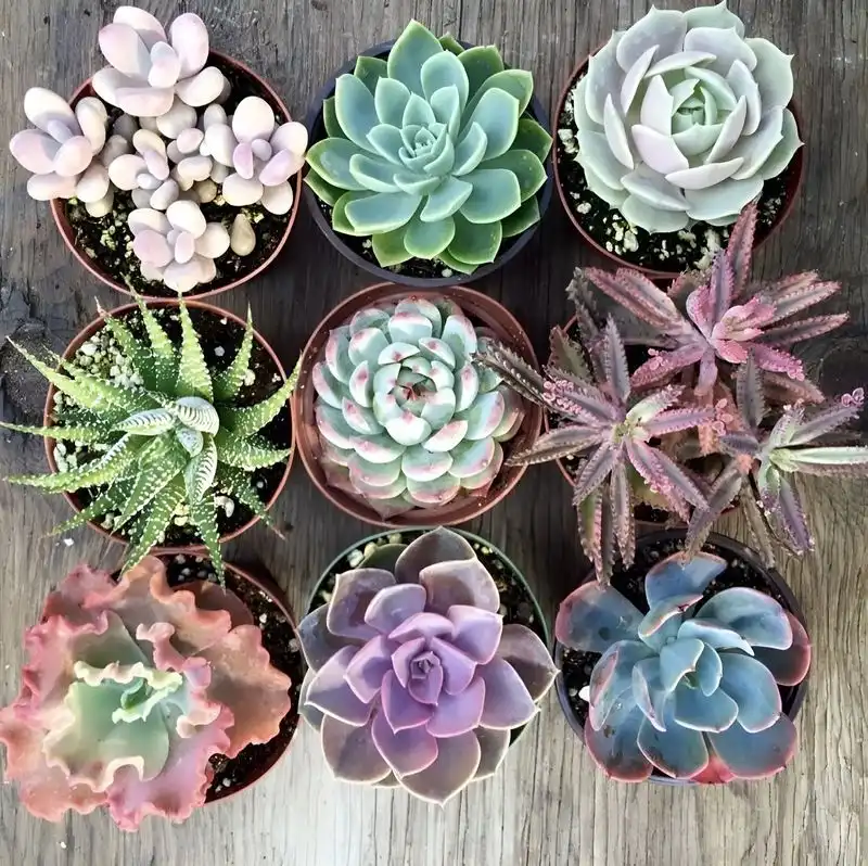 Succulent Collecting