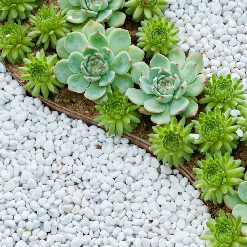 Succulent Rock Bed