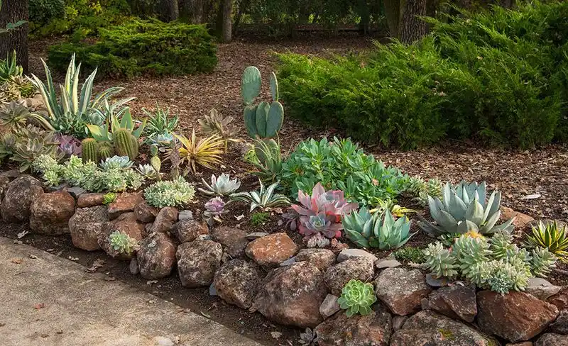 Succulent Spread