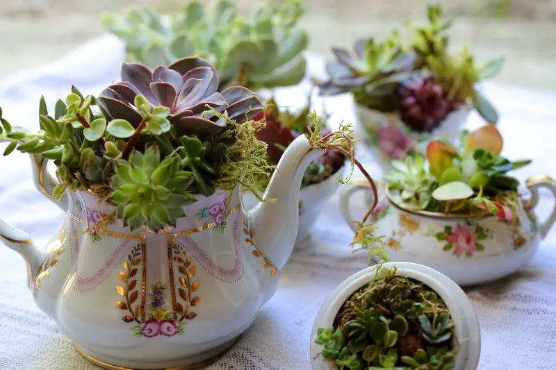 Succulent Tea Party