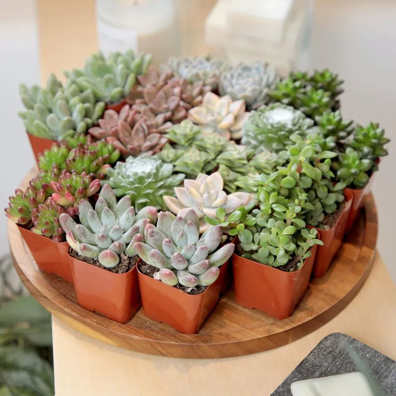 Succulent Variety