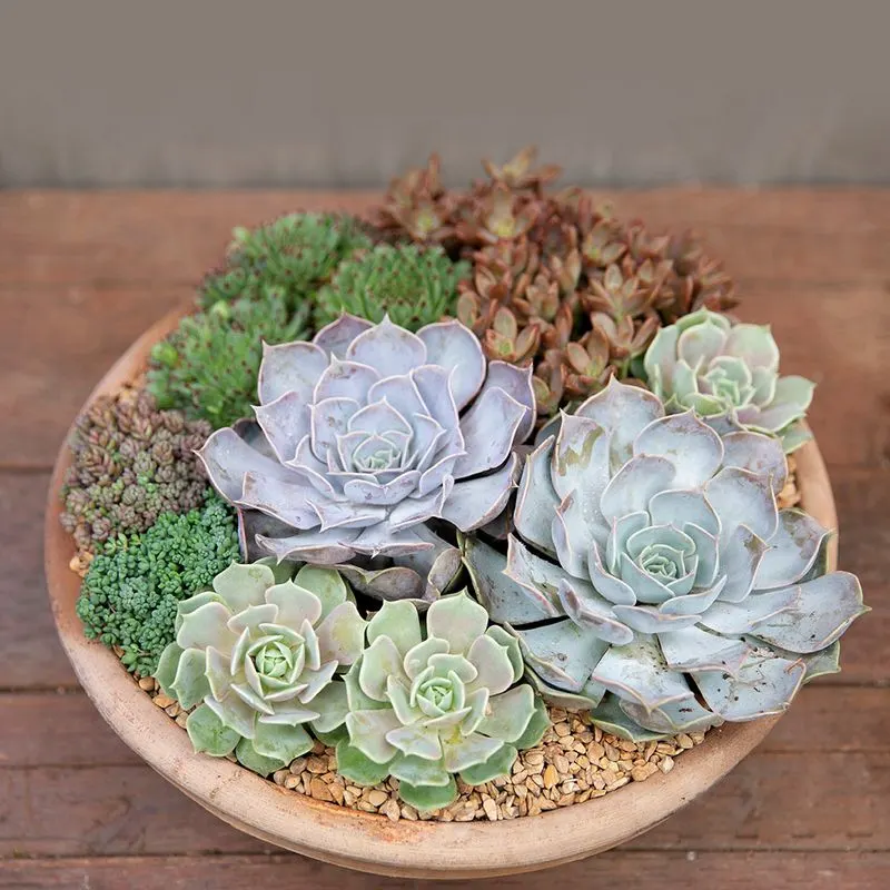 Succulent