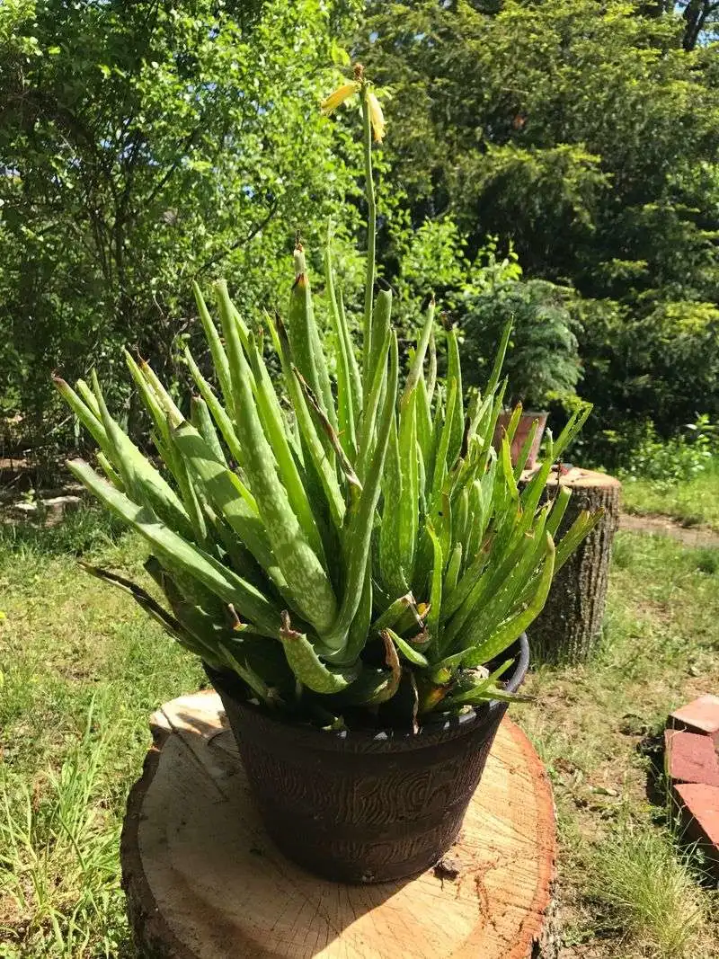 Aloe Vera
