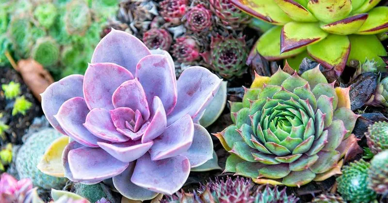 Succulents