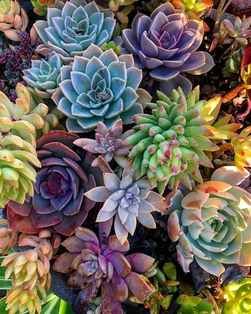 Succulents