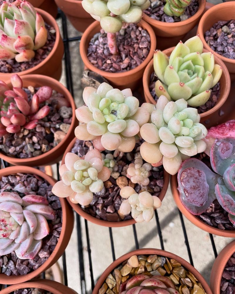 Succulents (General)