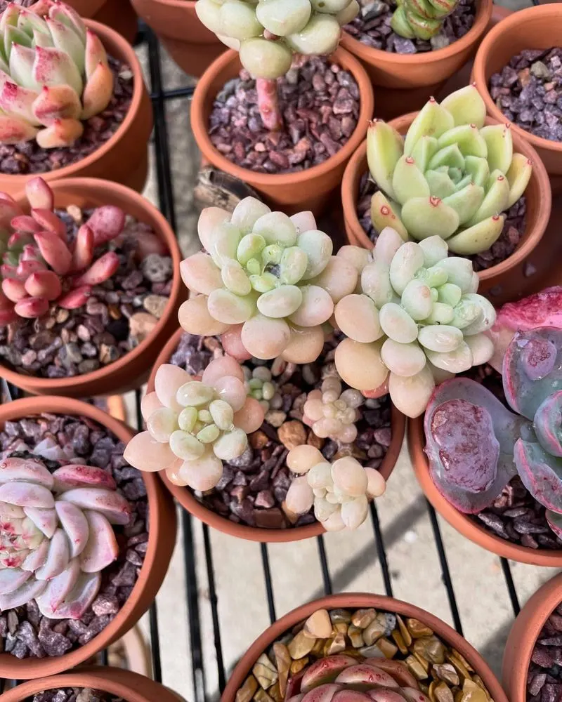 Succulents (General)
