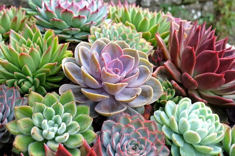 Succulents in the West