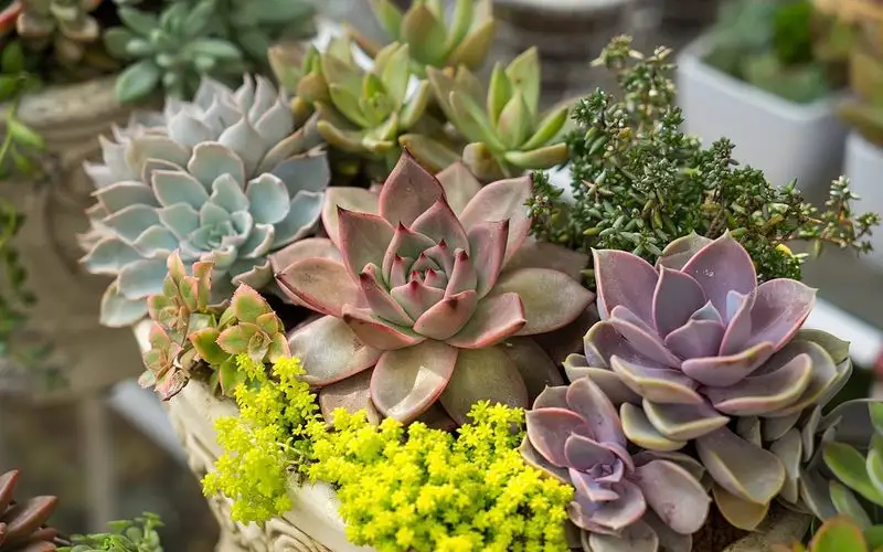 Succulents with Cacti