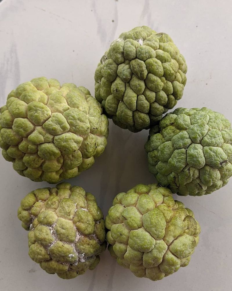 Sugar Apple