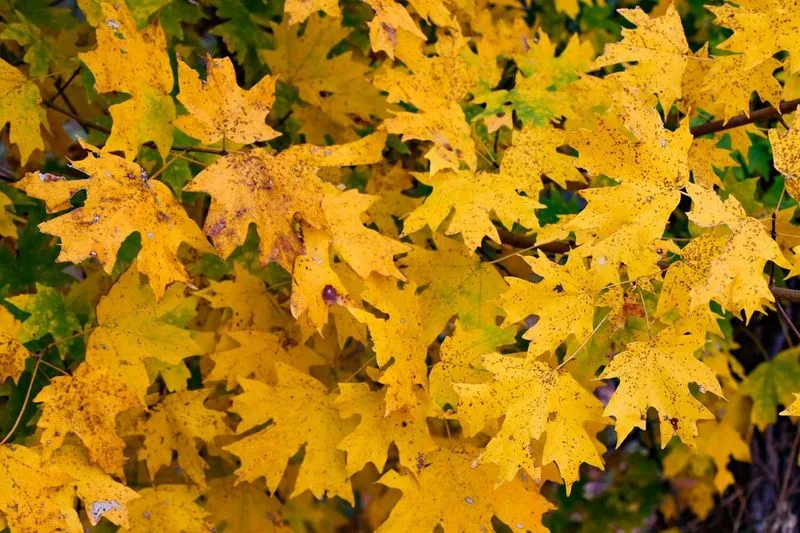 Sugar Maple